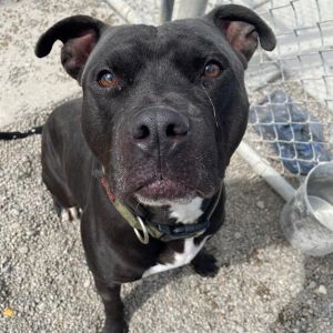 ALBERT, Adult Male Pit Bull Terrier