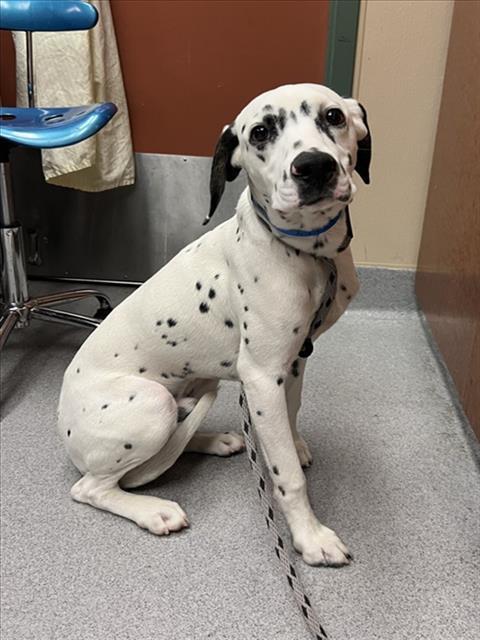 PONGO