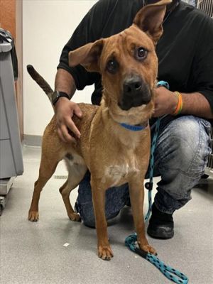 COPPER, Young Male German Shepherd Dog