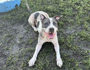 ZURI, Adult Female Pit Bull Terrier