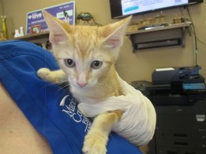 MILO, Baby Male Domestic Short Hair