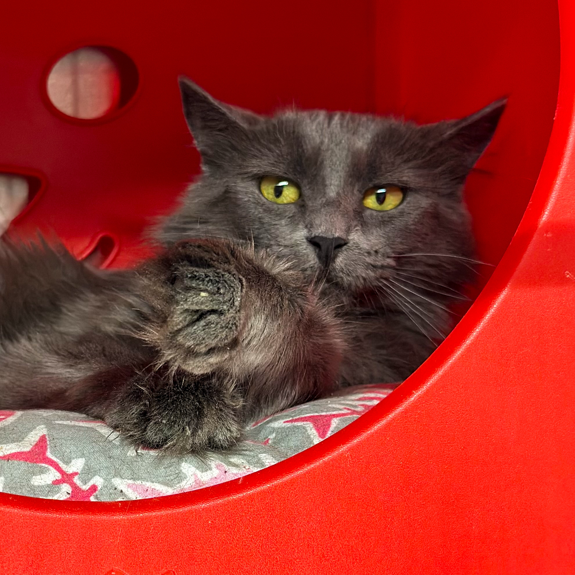 Lavender, an adoptable Domestic Medium Hair in Santa Fe, NM, 87501 | Photo Image 1