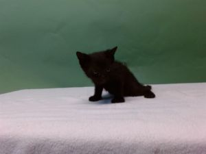 A5687245 Domestic Short Hair Cat