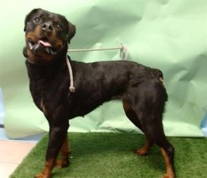 ROSE Rottweiler Dog