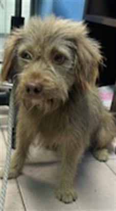 ARIES, an adoptable Terrier, Havanese in Gardena, CA, 90248 | Photo Image 1