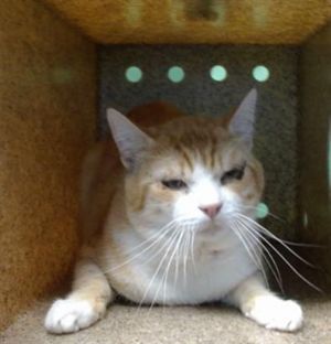 LUNIE Domestic Short Hair Cat