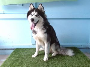 LALO Siberian Husky Dog