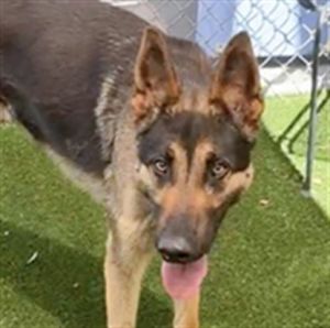 KRATOS, Young Male Belgian Shepherd / Malinois