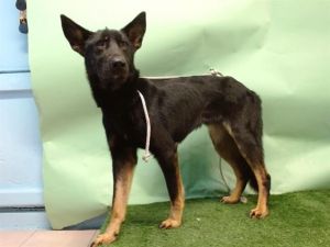 SAVANNAH German Shepherd Dog Dog