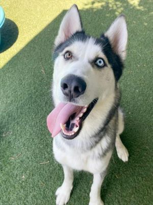 BLAZE Siberian Husky Dog