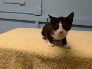 SALLIE Domestic Short Hair Cat