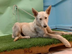 FALCON German Shepherd Dog Dog