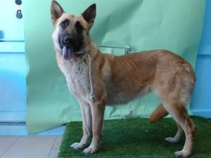 A5704020 German Shepherd Dog Dog