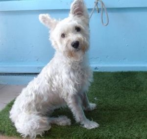 MOZZY Schnauzer Dog