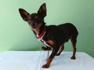 NEMO Miniature Pinscher Dog