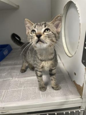 ERIN, Baby Female Domestic Short Hair