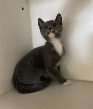 SINEW, Baby Male Domestic Short Hair