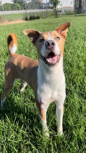 SCOUT, Adult Male Staffordshire Bull Terrier