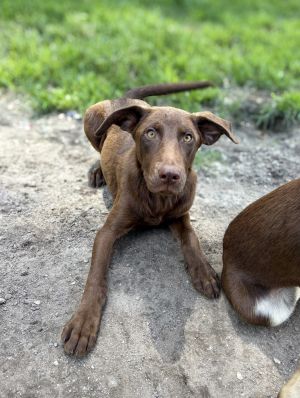 Hanky Panky, Young Male Labrador Retriever