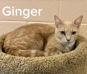 GINGER