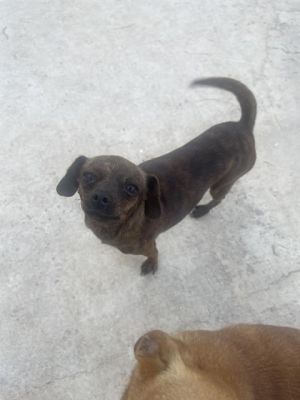 COOKIE, Adult Female unknown