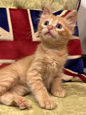 SYLVESTER, Baby Male Domestic Long Hair