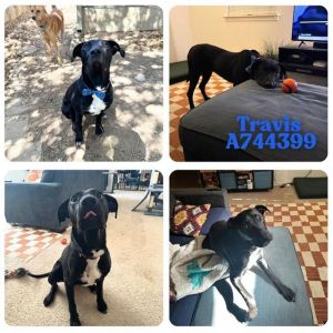TRAVIS, Young Male Labrador Retriever