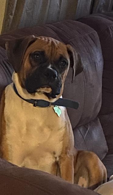 BUSTER
