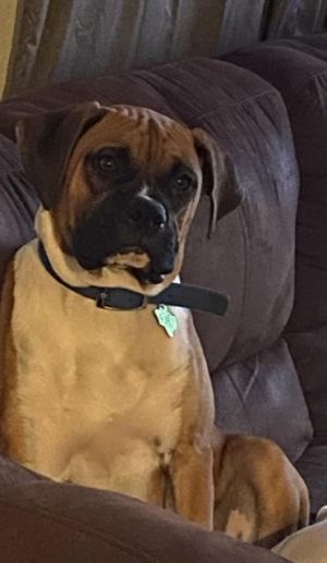BUSTER, Adult Male unknown