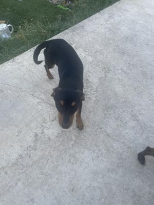 BABY BUDDY, Young Female Chihuahua