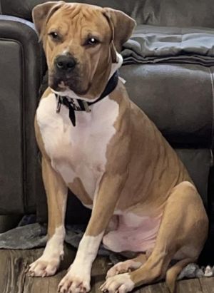 HERCULES, Adult Male unknown