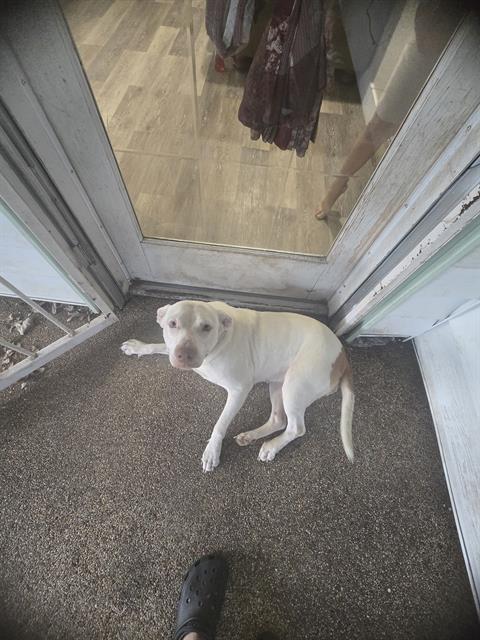 LOLA