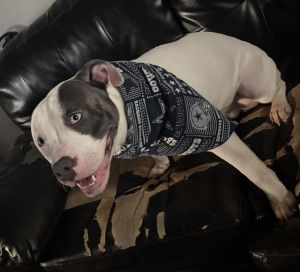 GOTTI, Young Male unknown