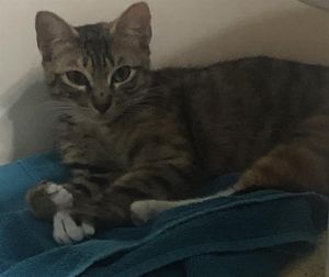 LUCY, Young Female unknown