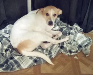 COCO, Adult Female unknown