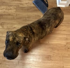 LOLA, Young Female American Staffordshire Terrier