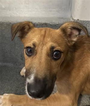 BOBBY, Young Male Labrador Retriever
