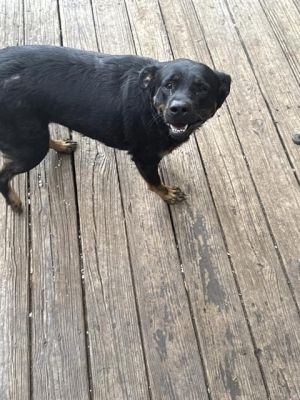A759344, Adult Female Rottweiler