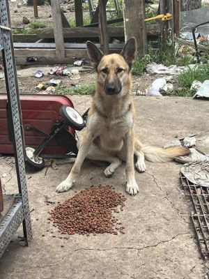 LISA, Young Female German Shepherd Dog