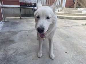 BRODY, Adult Male unknown