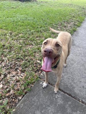 DRAKEO, Young Male unknown