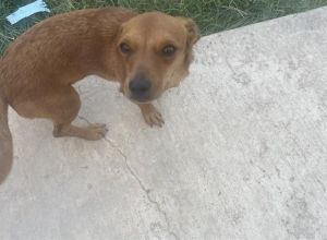 BABY CHACHO, Young Female unknown