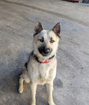 RAGNAR, Young Male unknown