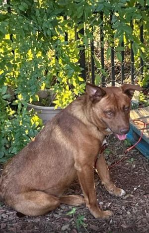 CANELO, Young Male unknown