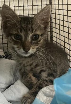 HOPE, Baby Male Domestic Short Hair