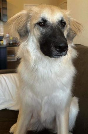 RILEY, Adult Female unknown