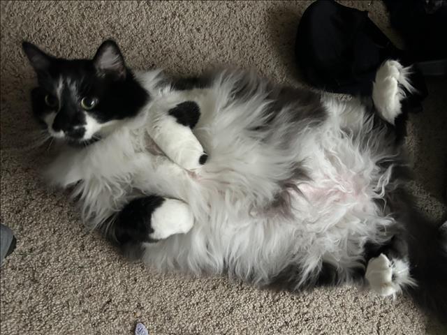 TYSON