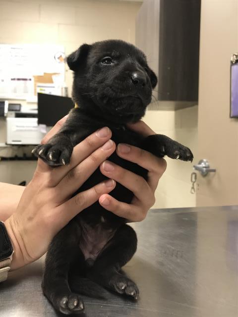 PIPER