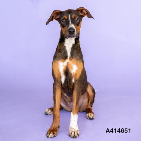 TOFFEE, an adoptable Bloodhound in Conroe, TX, 77385 | Photo Image 1