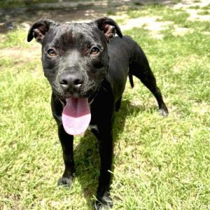 BLACKBERRY, Young Female Pit Bull Terrier